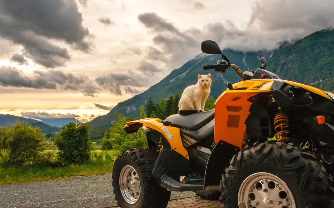 Quad Safari