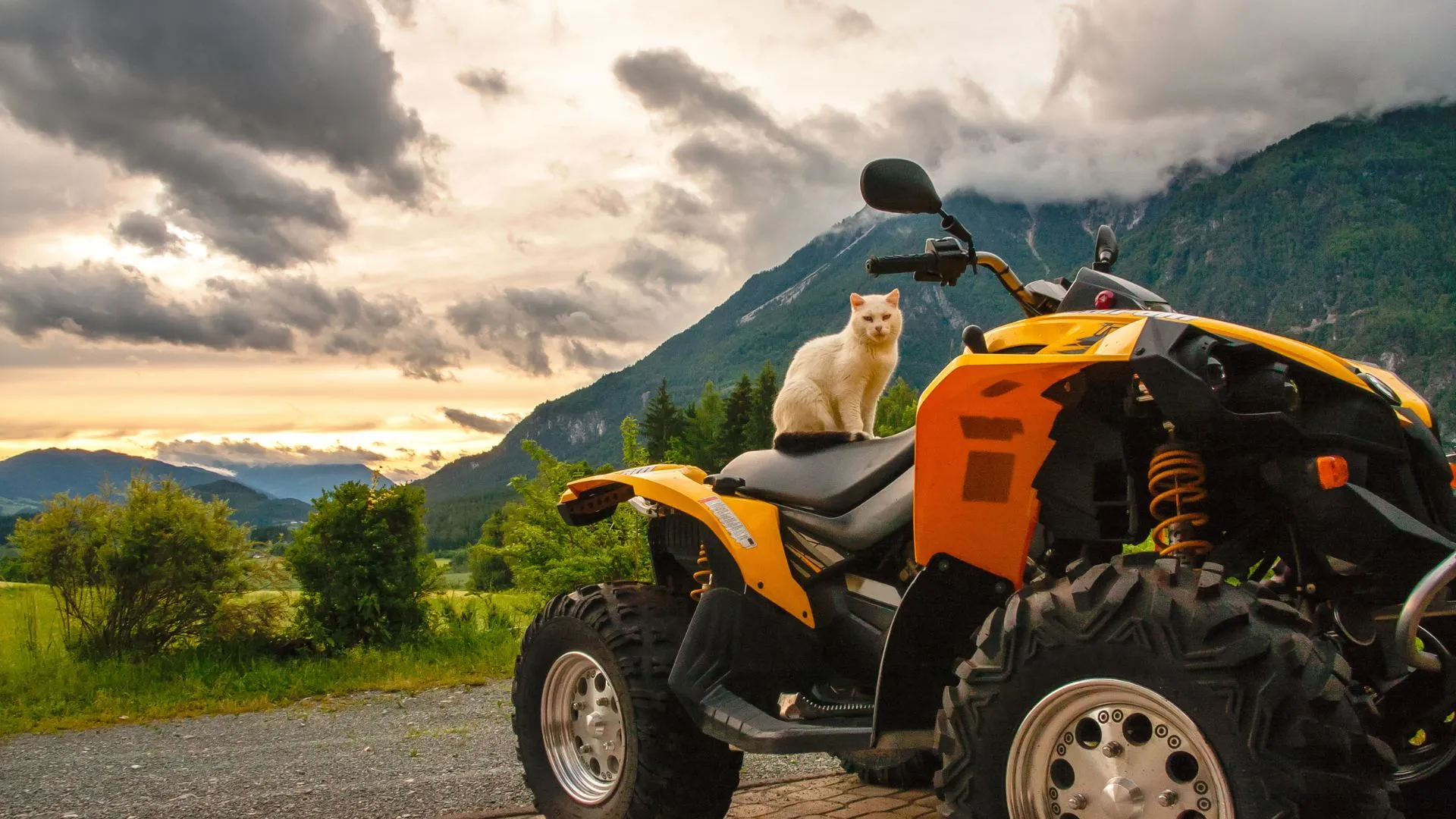 Quad safari