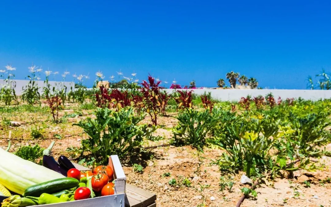 Organic Farm