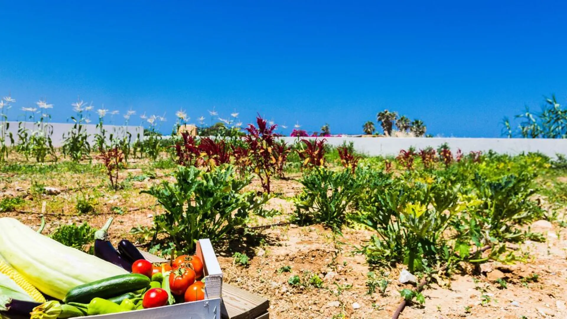 organic Farm