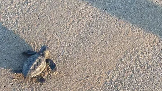 cARETTA CARETTA IN THALASSES